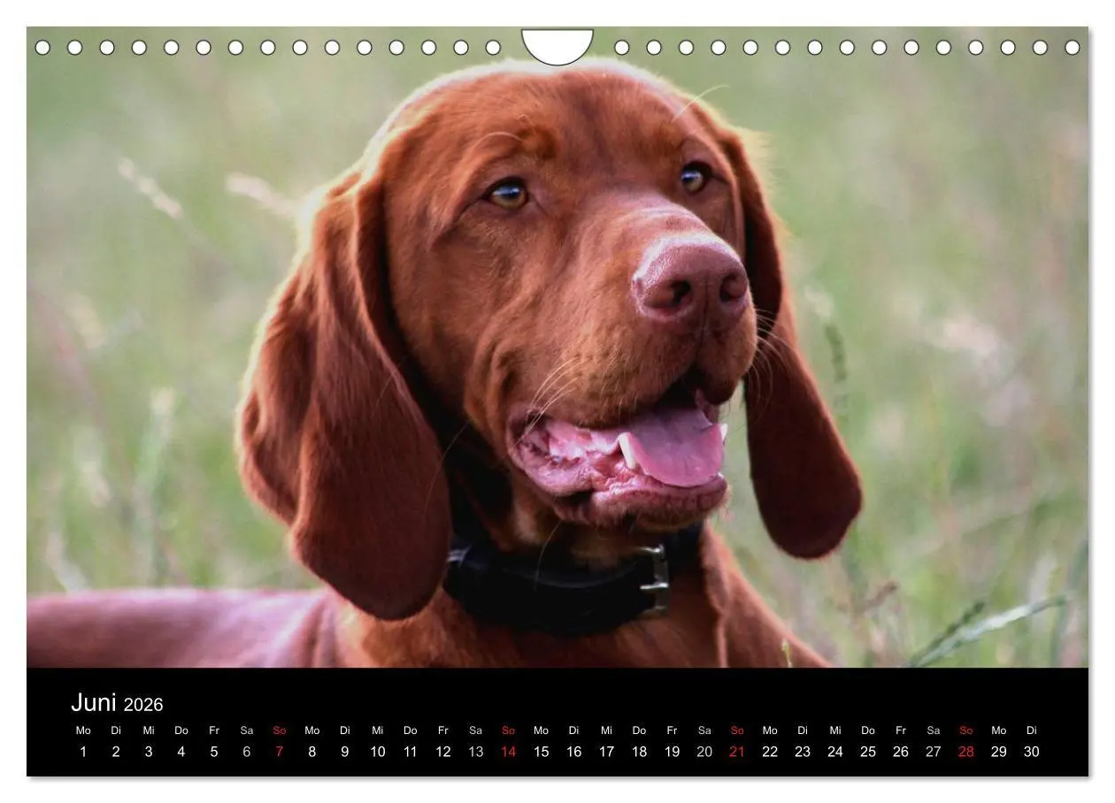 Bild: 9783516166859 | Magyar Vizsla (Wandkalender 2026 DIN A4 quer), CALVENDO Monatskalender