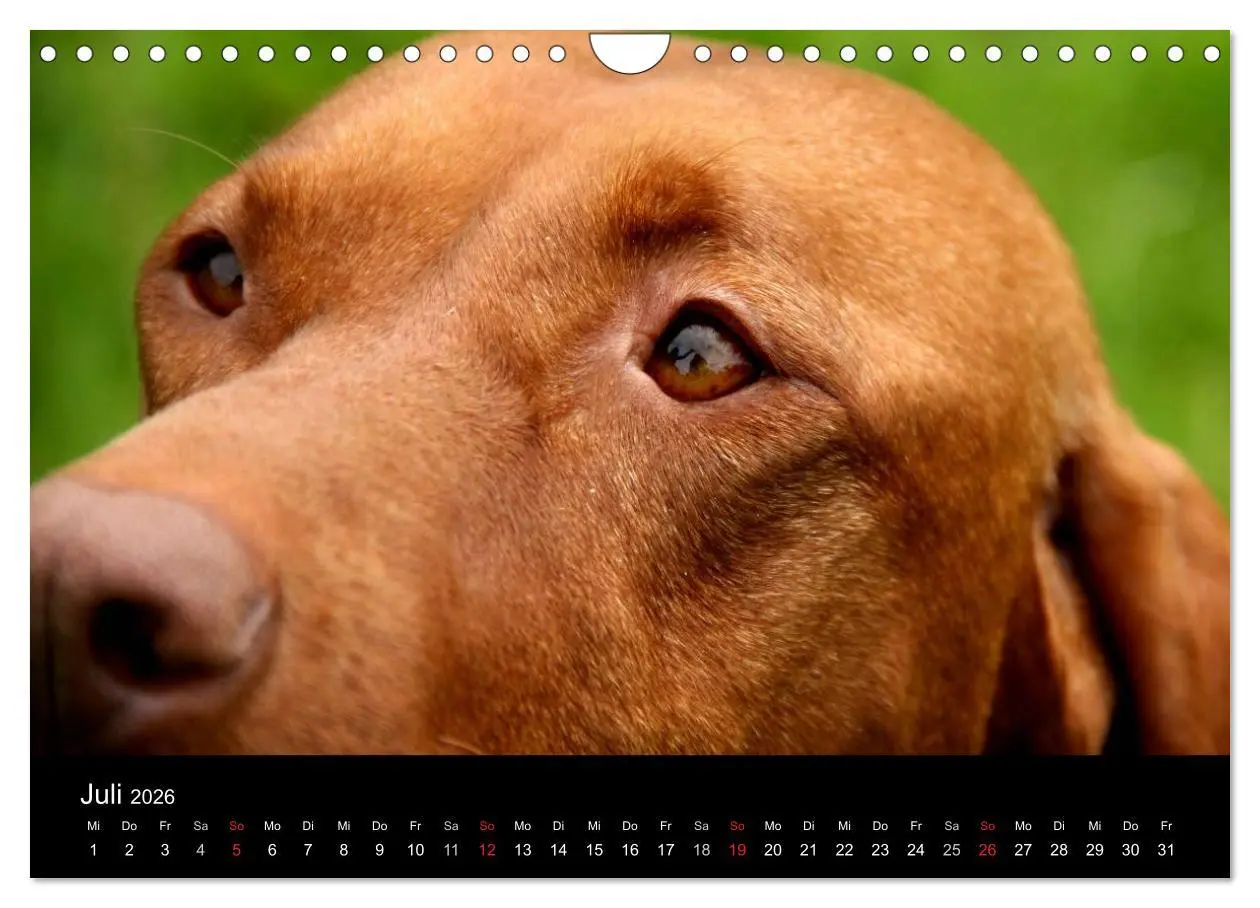 Bild: 9783516166859 | Magyar Vizsla (Wandkalender 2026 DIN A4 quer), CALVENDO Monatskalender