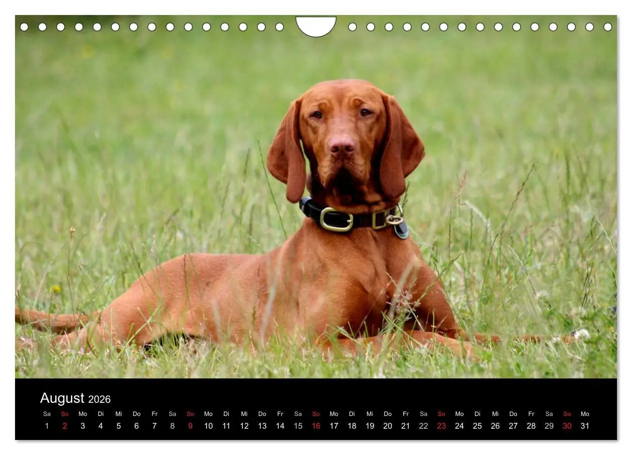 Bild: 9783516166859 | Magyar Vizsla (Wandkalender 2026 DIN A4 quer), CALVENDO Monatskalender