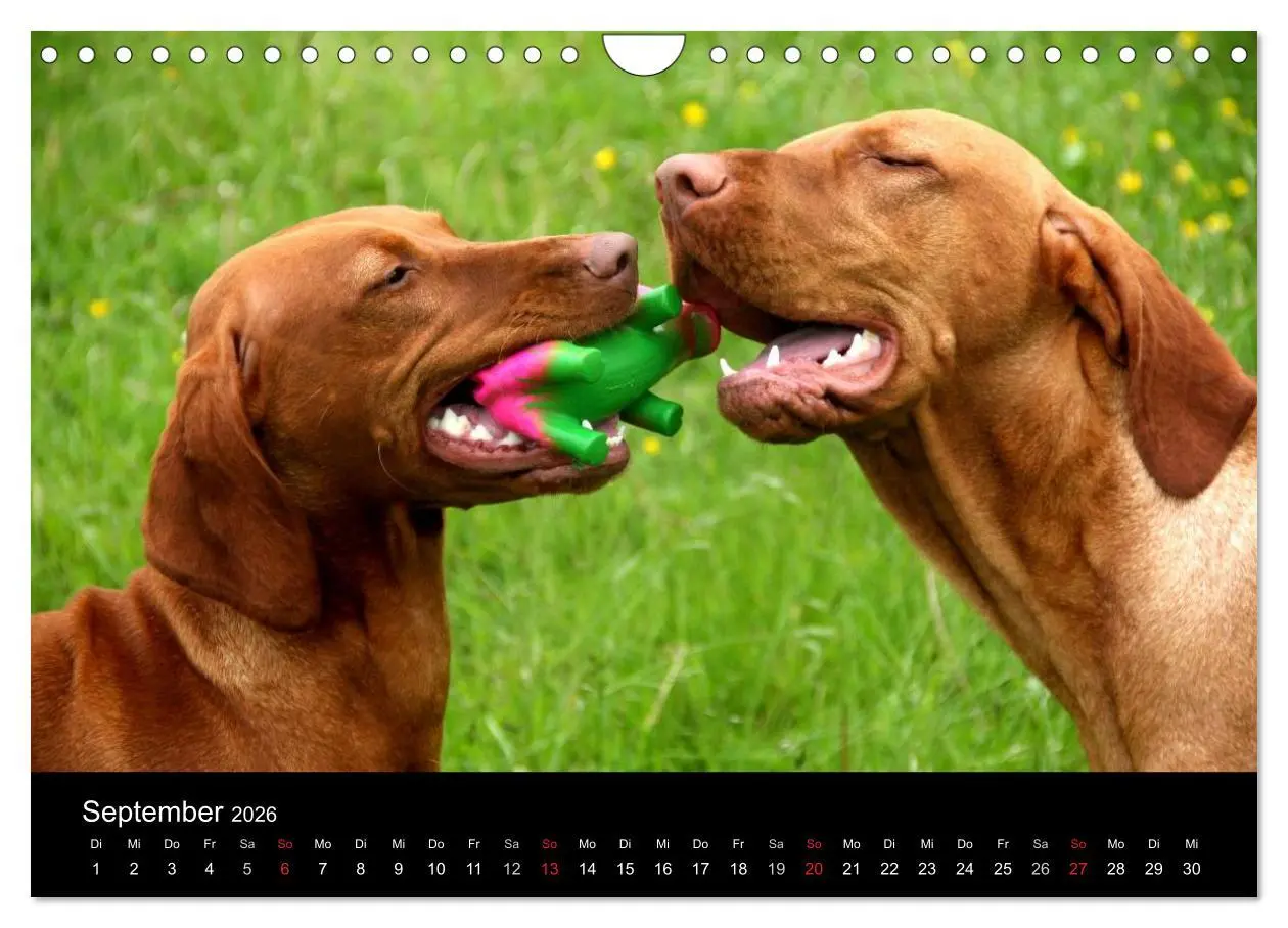 Bild: 9783516166859 | Magyar Vizsla (Wandkalender 2026 DIN A4 quer), CALVENDO Monatskalender