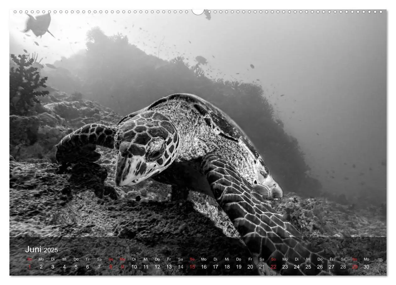 Bild: 9783435596959 | Schildkröten des Ozeans (Wandkalender 2025 DIN A2 quer), CALVENDO...