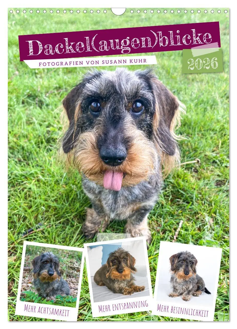 Cover: 9783516337259 | Dackel(augen)blicke (Wandkalender 2026 DIN A3 hoch), CALVENDO...