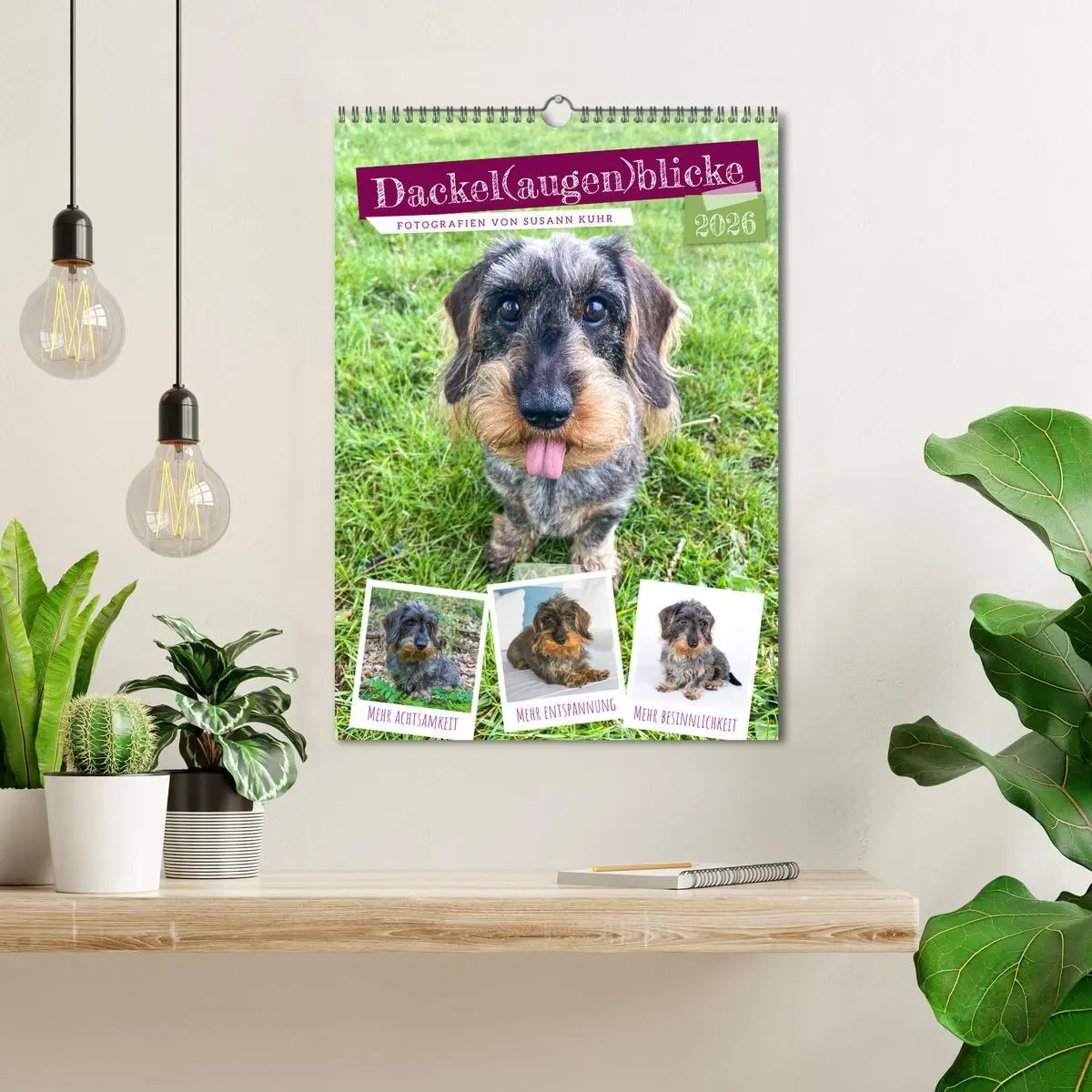 Bild: 9783516337259 | Dackel(augen)blicke (Wandkalender 2026 DIN A3 hoch), CALVENDO...