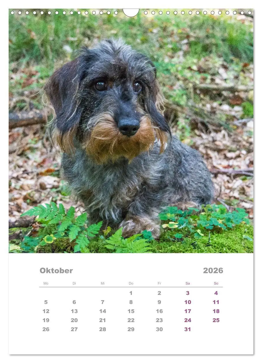 Bild: 9783516337259 | Dackel(augen)blicke (Wandkalender 2026 DIN A3 hoch), CALVENDO...