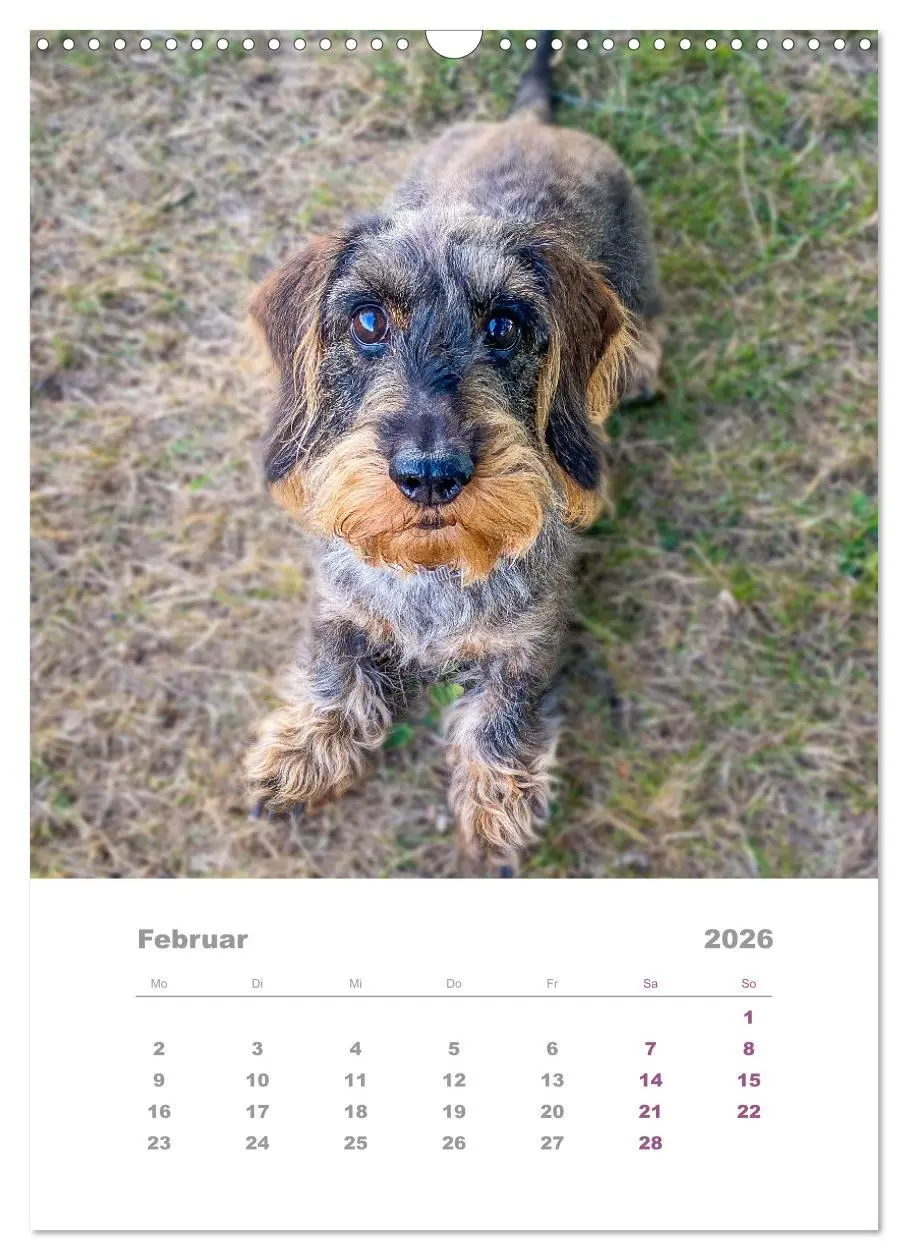 Bild: 9783516337259 | Dackel(augen)blicke (Wandkalender 2026 DIN A3 hoch), CALVENDO...