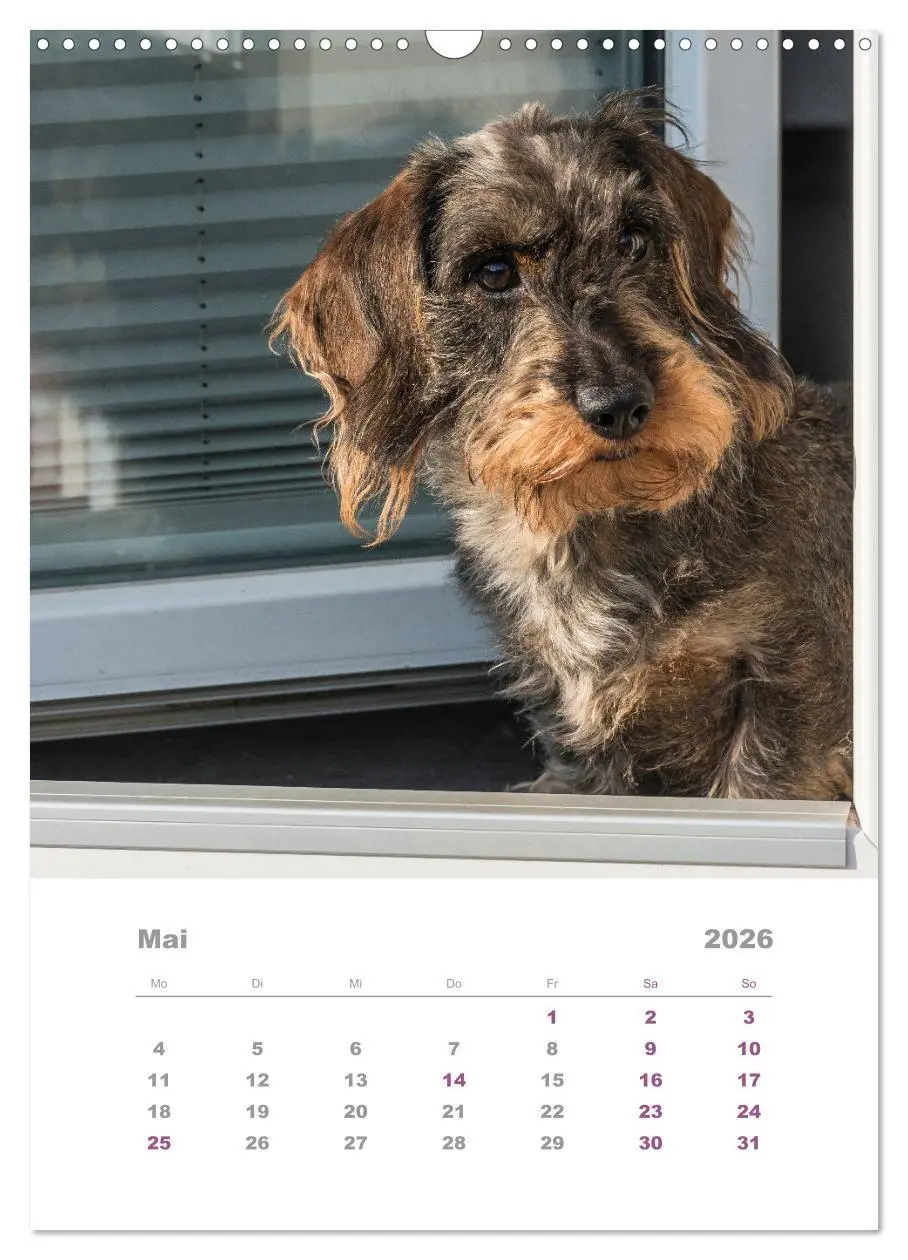 Bild: 9783516337259 | Dackel(augen)blicke (Wandkalender 2026 DIN A3 hoch), CALVENDO...