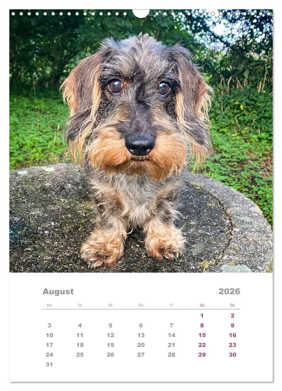 Bild: 9783516337259 | Dackel(augen)blicke (Wandkalender 2026 DIN A3 hoch), CALVENDO...