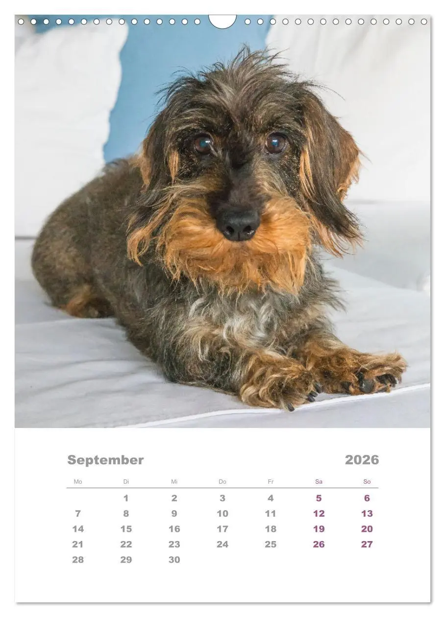 Bild: 9783516337259 | Dackel(augen)blicke (Wandkalender 2026 DIN A3 hoch), CALVENDO...