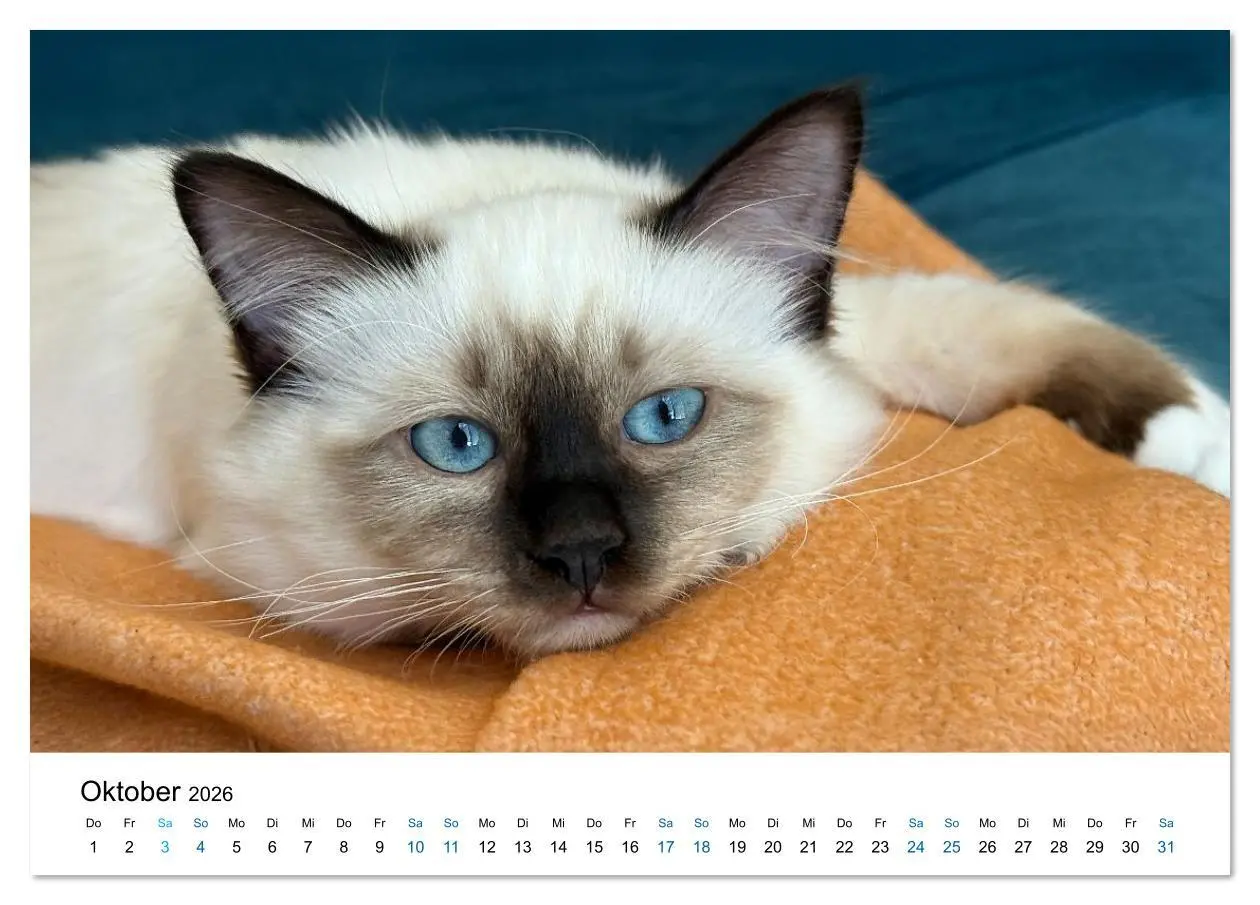 Bild: 9783516637359 | Heilige Birma Katzen - Eine Rasse mit traumhaft blauen Augen....