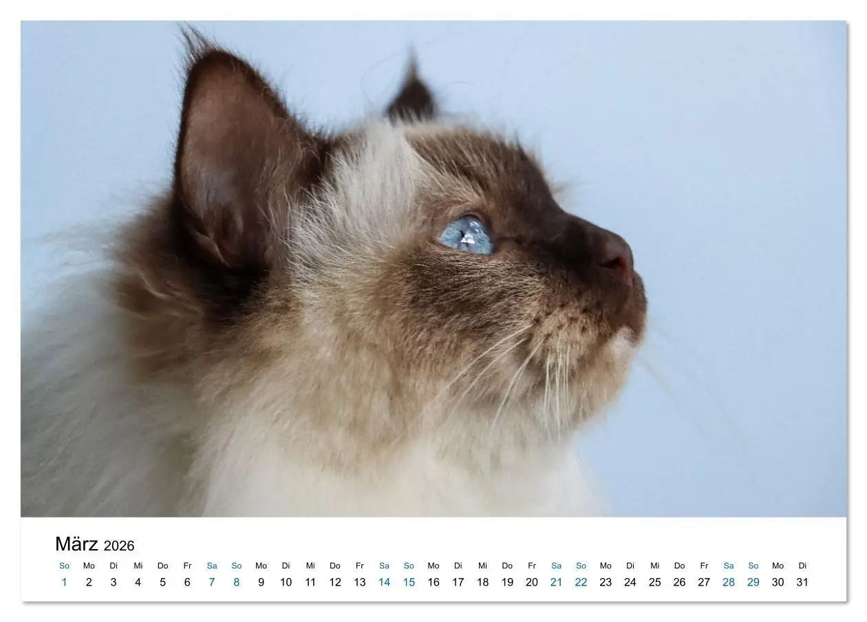 Bild: 9783516637359 | Heilige Birma Katzen - Eine Rasse mit traumhaft blauen Augen....