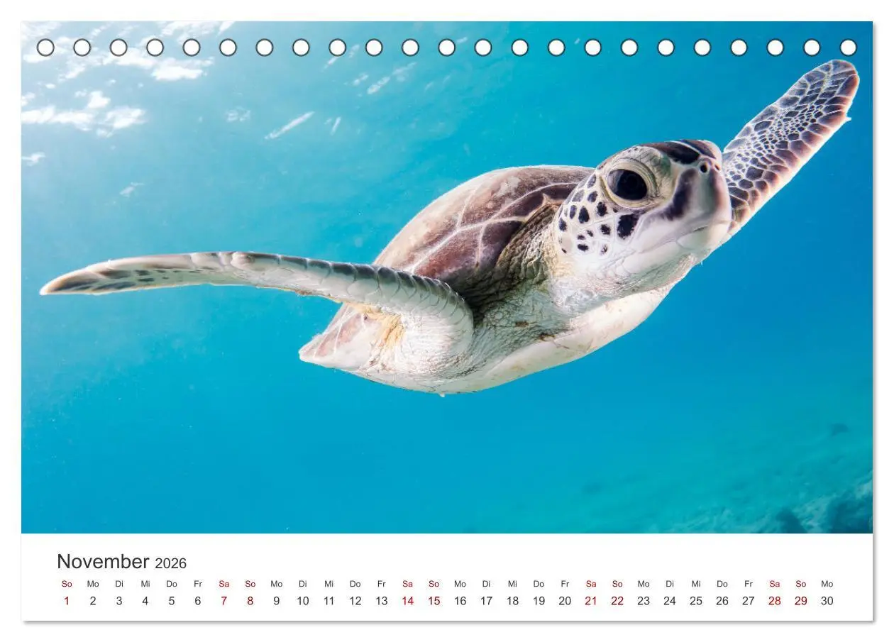 Bild: 9783457607459 | Schildkröten - Die gepanzerten Tiere. (Tischkalender 2026 DIN A5...