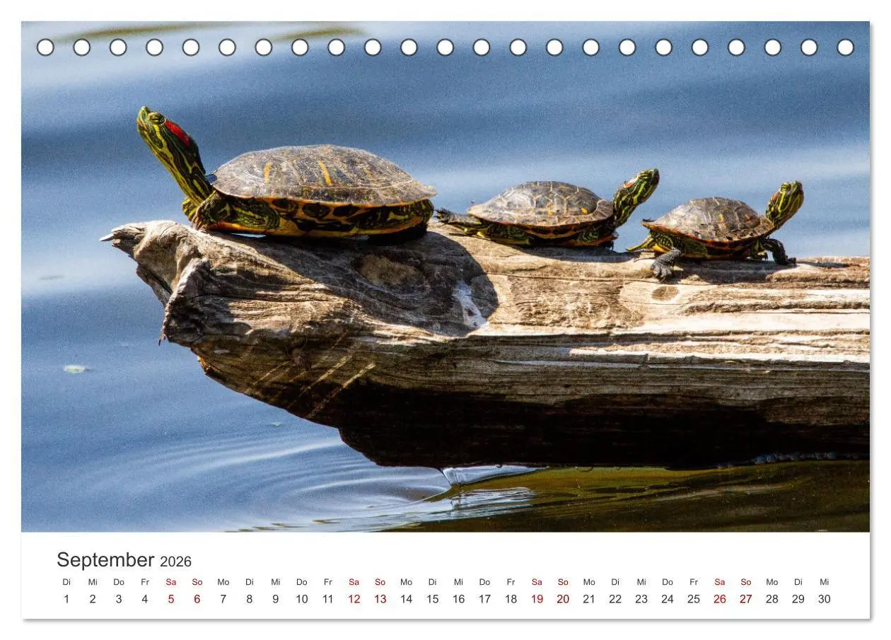 Bild: 9783457607459 | Schildkröten - Die gepanzerten Tiere. (Tischkalender 2026 DIN A5...