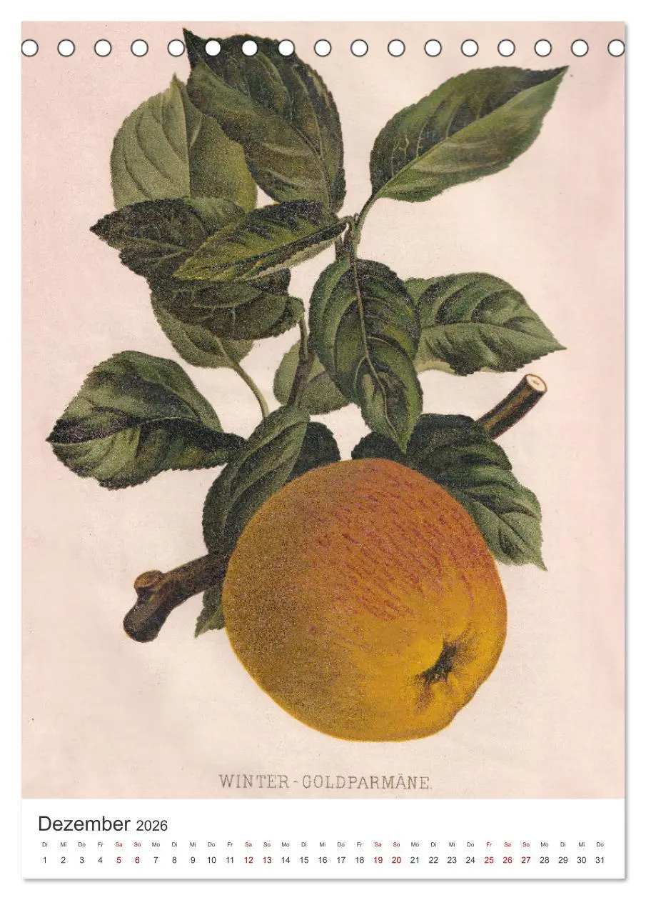 Bild: 9783516247459 | Alte Obstsorten - Äpfel 2026 (Tischkalender 2026 DIN A5 hoch),...