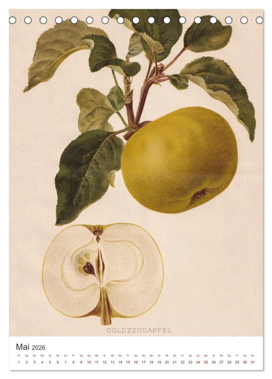 Bild: 9783516247459 | Alte Obstsorten - Äpfel 2026 (Tischkalender 2026 DIN A5 hoch),...