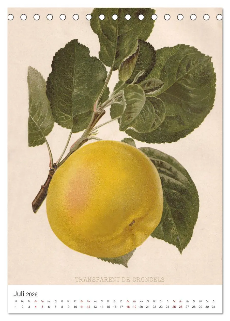 Bild: 9783516247459 | Alte Obstsorten - Äpfel 2026 (Tischkalender 2026 DIN A5 hoch),...