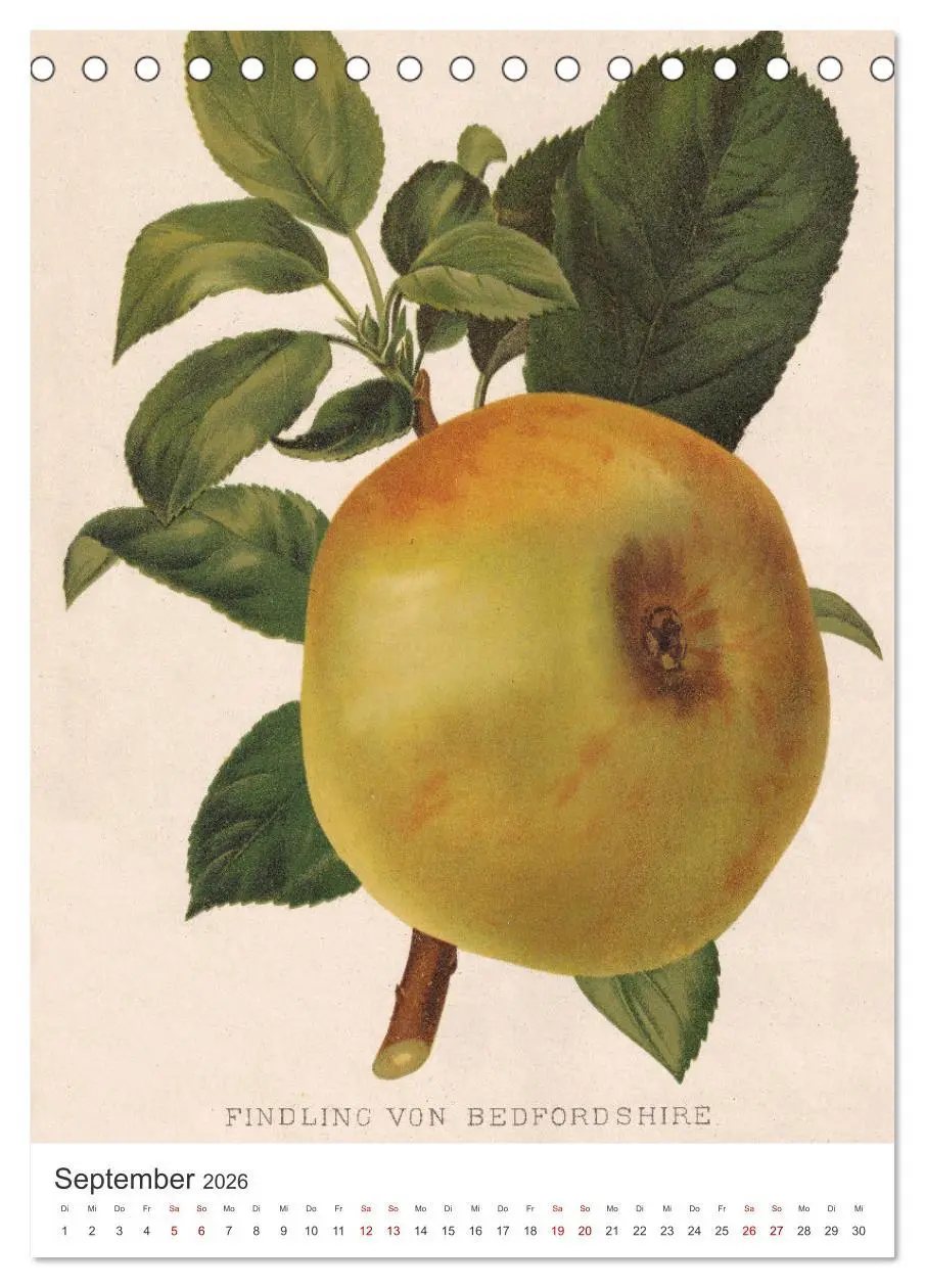 Bild: 9783516247459 | Alte Obstsorten - Äpfel 2026 (Tischkalender 2026 DIN A5 hoch),...