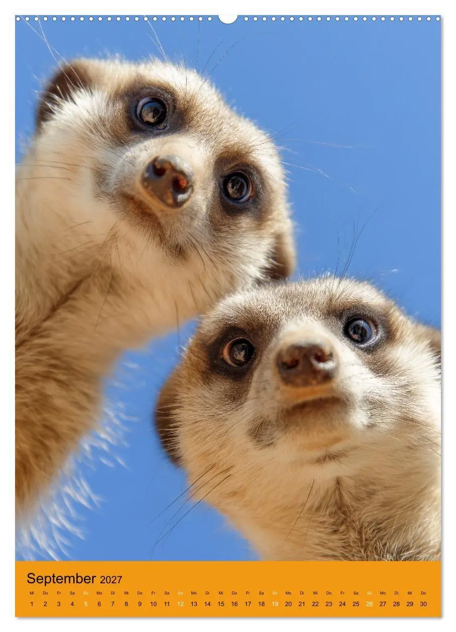 Bild: 9783516867459 | Die Erdmännchen Familie - Kalender der niedlichen Tiere...