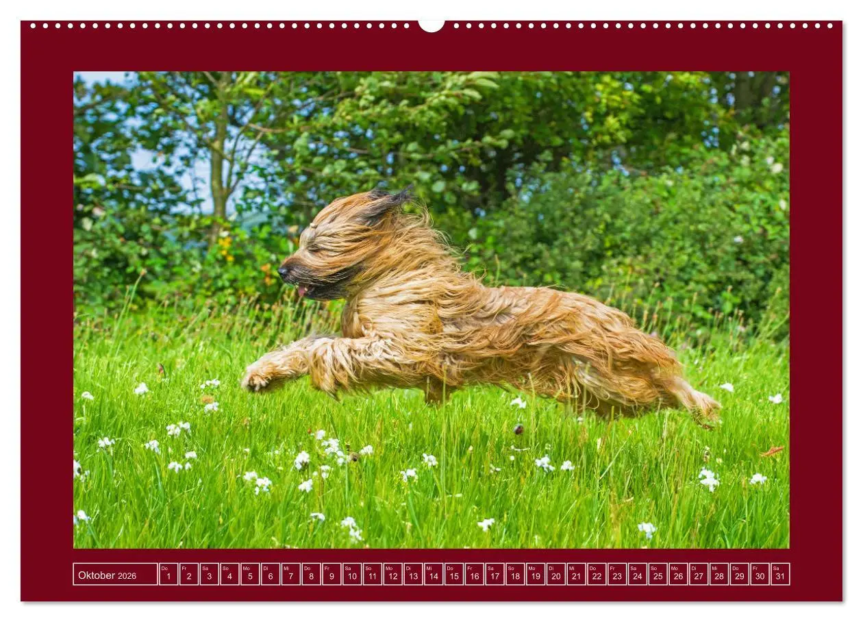 Bild: 9783457387559 | Herz auf vier Pfoten - Briard (Wandkalender 2026 DIN A2 quer),...