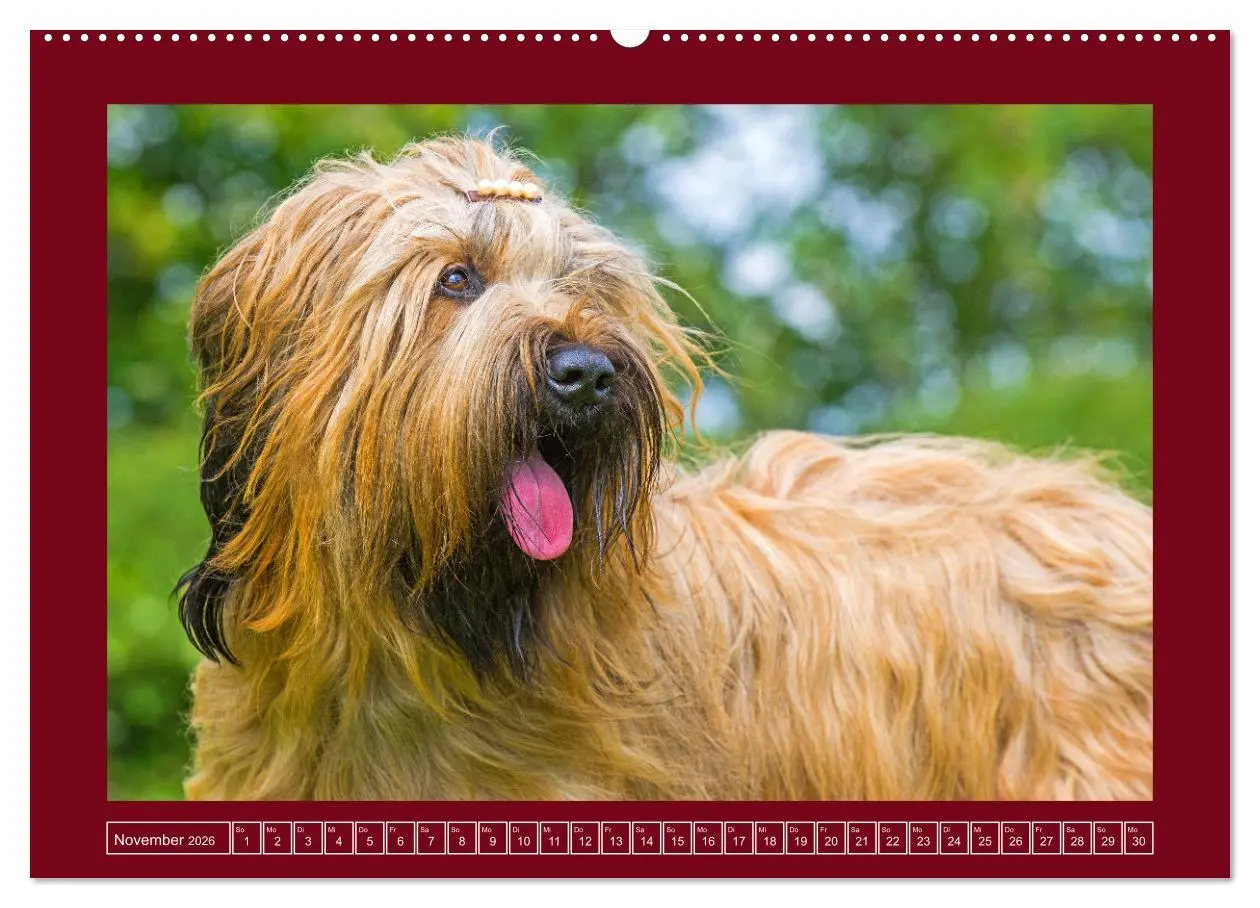 Bild: 9783457387559 | Herz auf vier Pfoten - Briard (Wandkalender 2026 DIN A2 quer),...