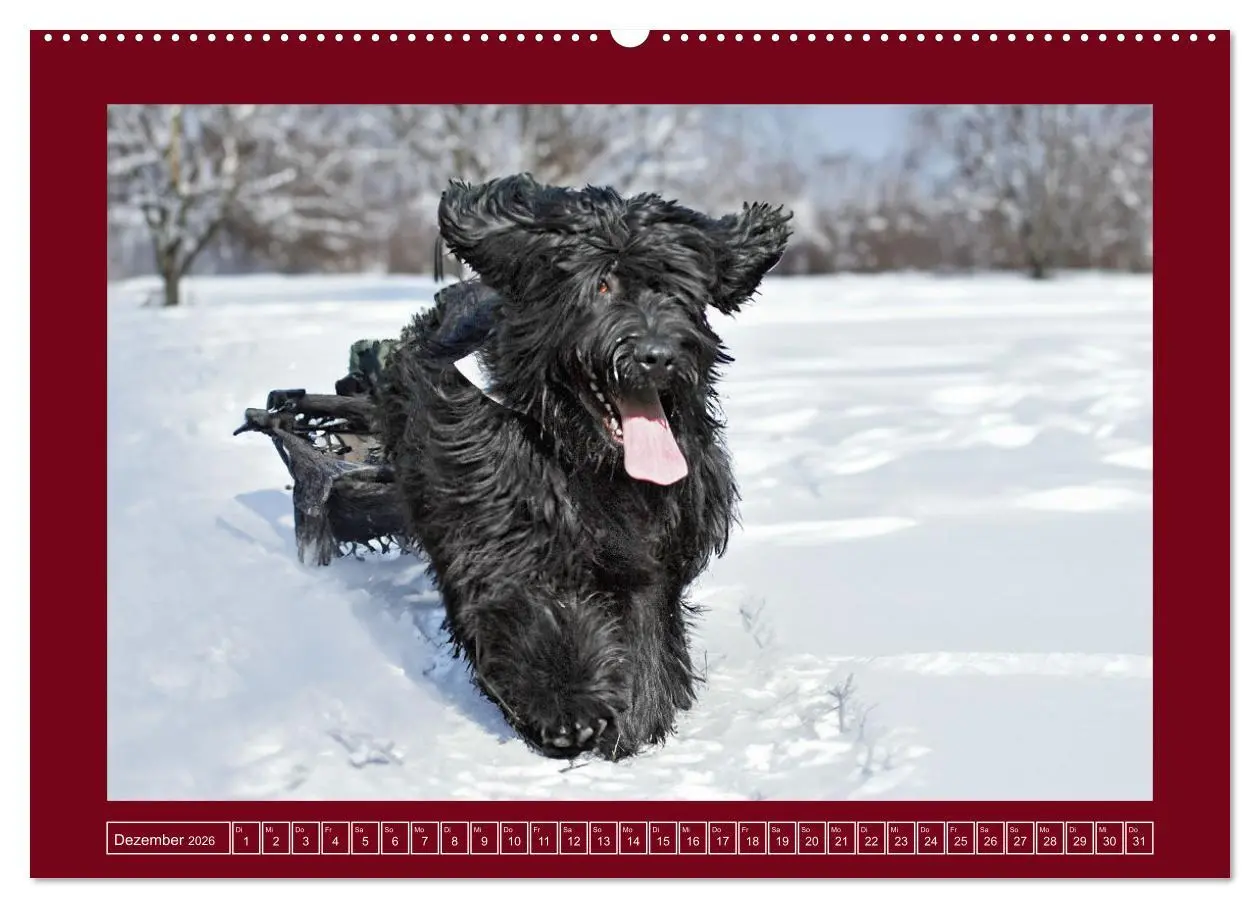 Bild: 9783457387559 | Herz auf vier Pfoten - Briard (Wandkalender 2026 DIN A2 quer),...