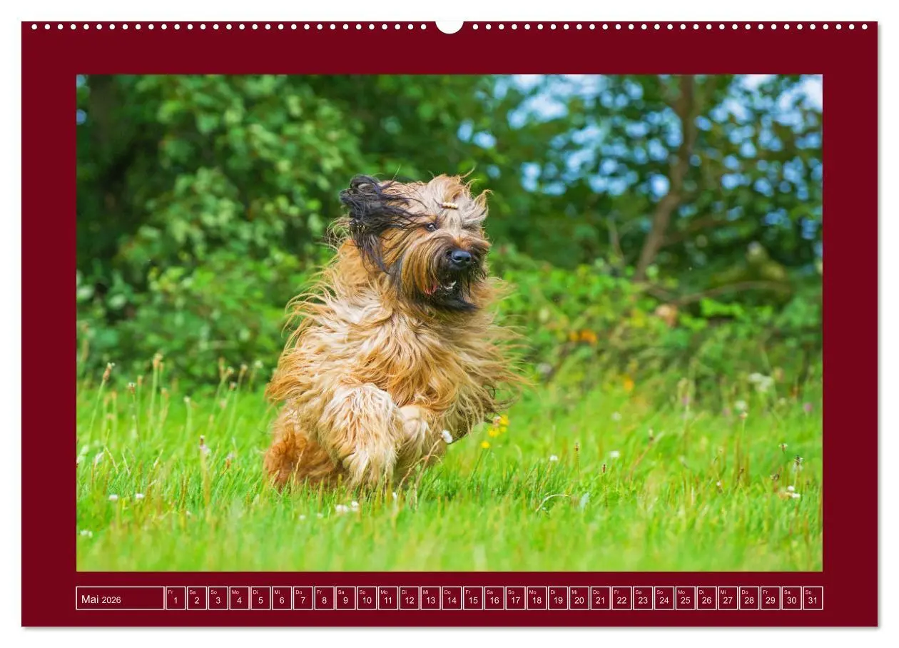 Bild: 9783457387559 | Herz auf vier Pfoten - Briard (Wandkalender 2026 DIN A2 quer),...