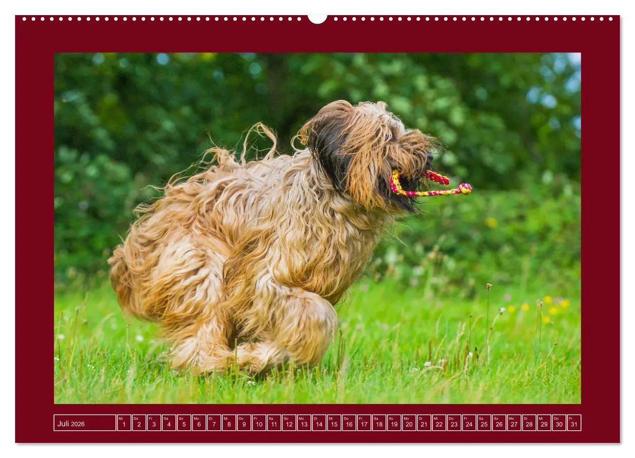Bild: 9783457387559 | Herz auf vier Pfoten - Briard (Wandkalender 2026 DIN A2 quer),...