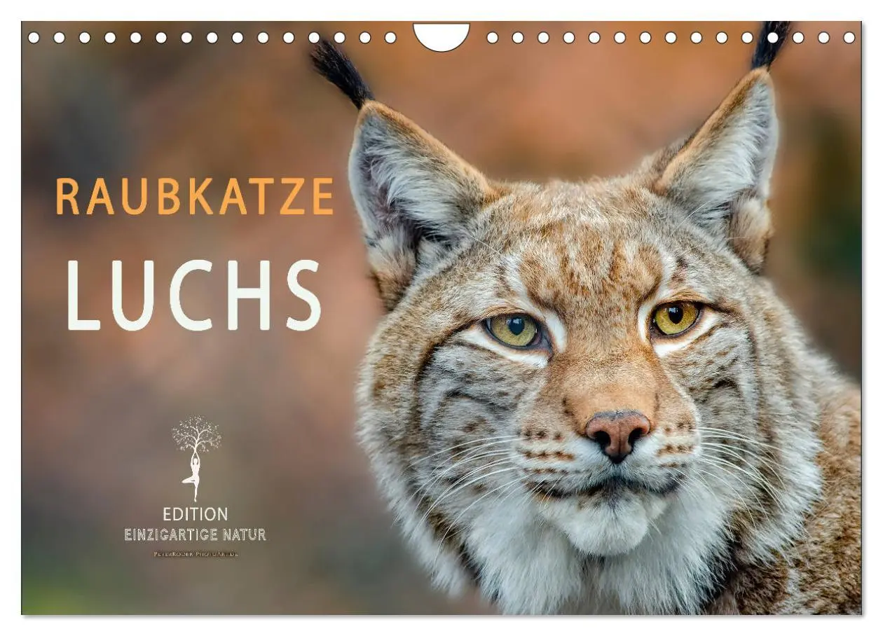 Cover: 9783457687659 | Raubkatze Luchs (Wandkalender 2026 DIN A4 quer), CALVENDO...