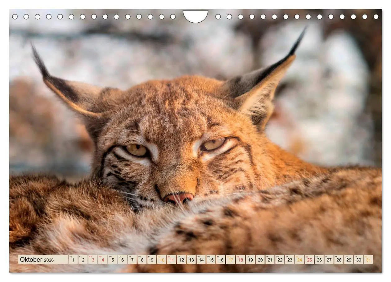 Bild: 9783457687659 | Raubkatze Luchs (Wandkalender 2026 DIN A4 quer), CALVENDO...