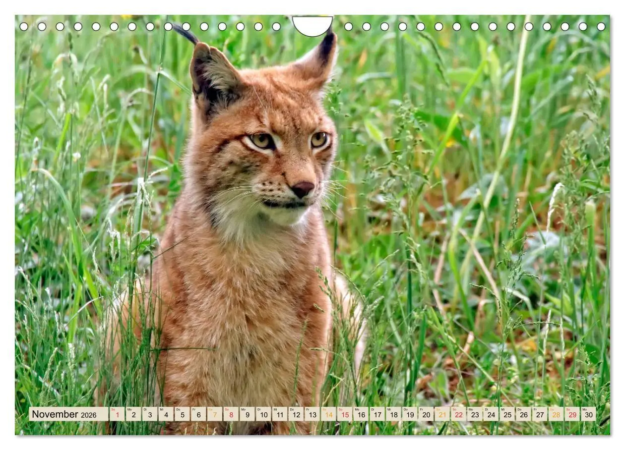 Bild: 9783457687659 | Raubkatze Luchs (Wandkalender 2026 DIN A4 quer), CALVENDO...