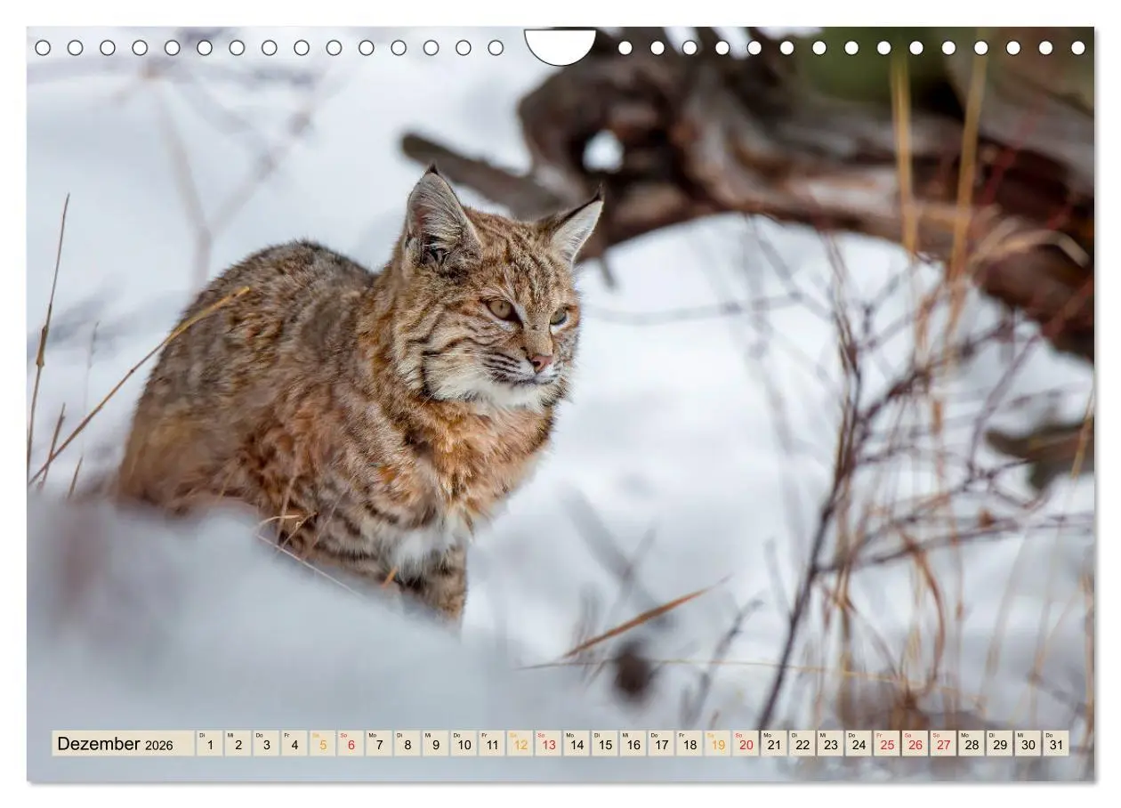 Bild: 9783457687659 | Raubkatze Luchs (Wandkalender 2026 DIN A4 quer), CALVENDO...