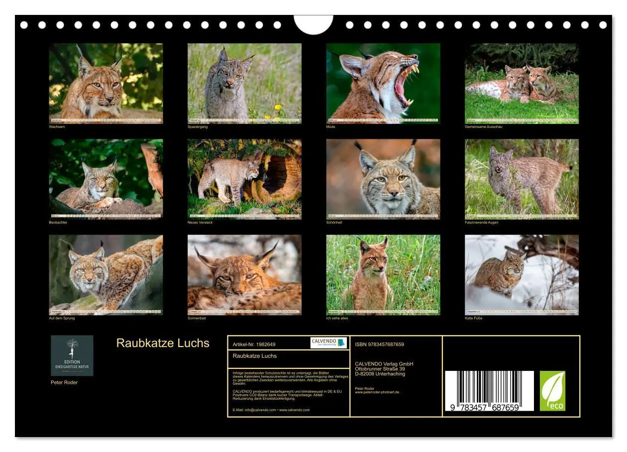 Bild: 9783457687659 | Raubkatze Luchs (Wandkalender 2026 DIN A4 quer), CALVENDO...