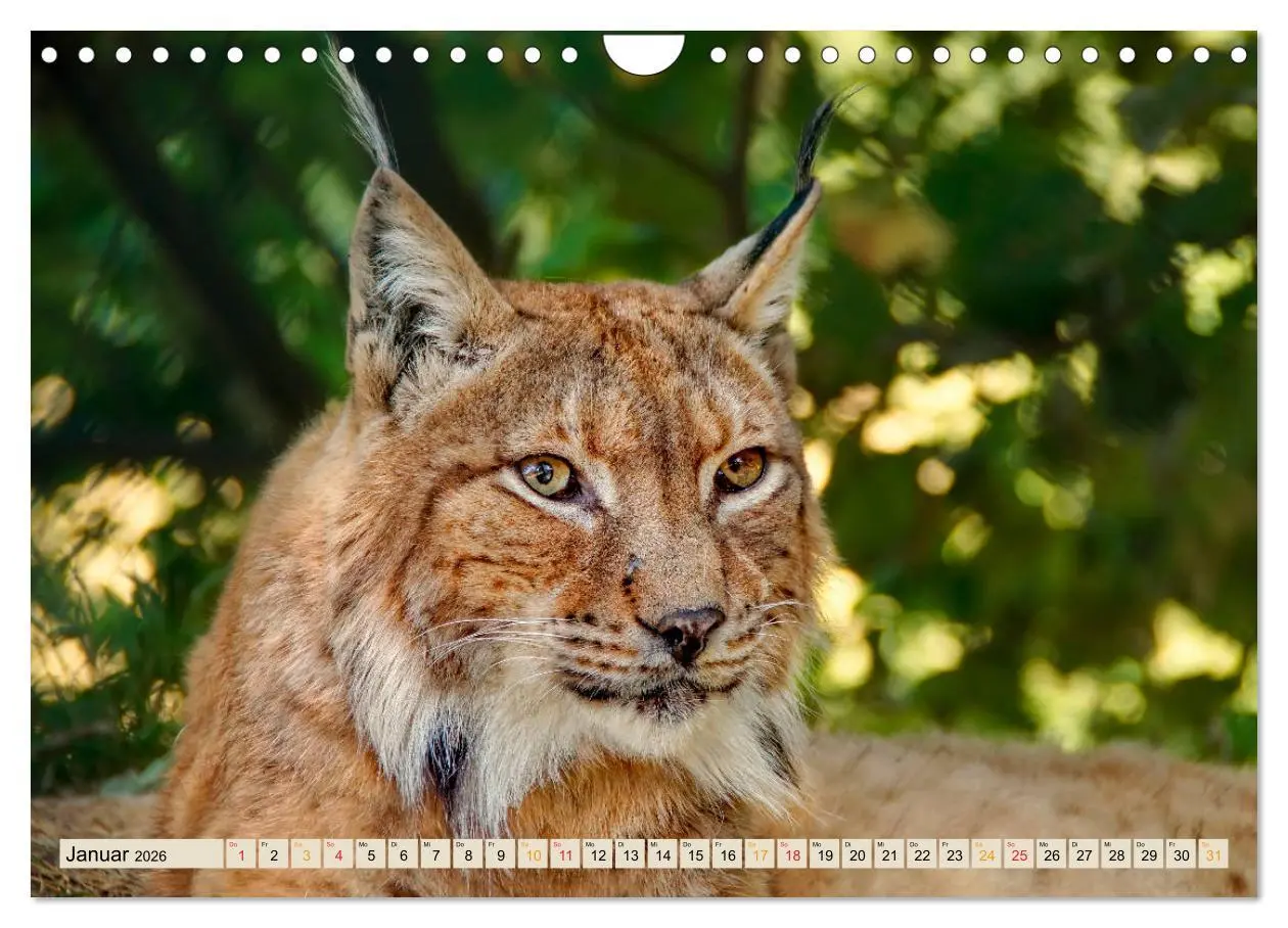 Bild: 9783457687659 | Raubkatze Luchs (Wandkalender 2026 DIN A4 quer), CALVENDO...