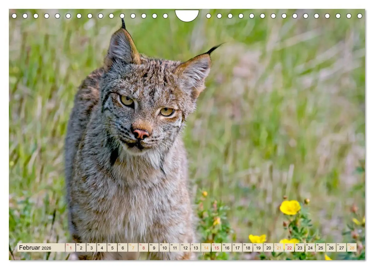 Bild: 9783457687659 | Raubkatze Luchs (Wandkalender 2026 DIN A4 quer), CALVENDO...