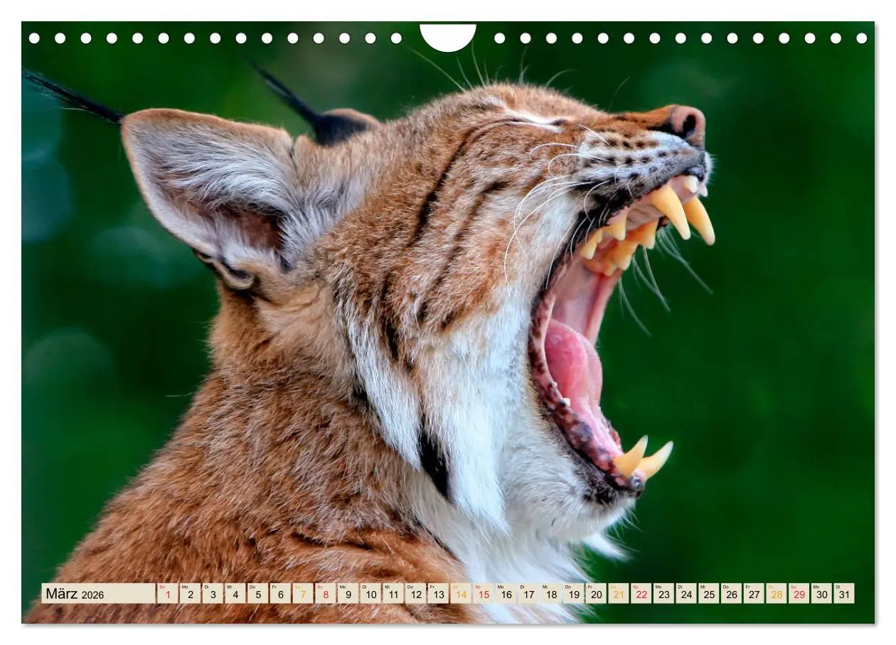 Bild: 9783457687659 | Raubkatze Luchs (Wandkalender 2026 DIN A4 quer), CALVENDO...