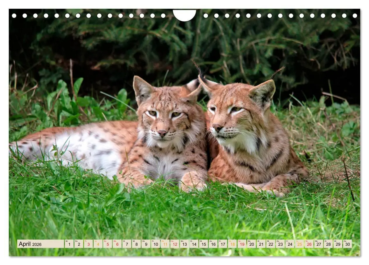 Bild: 9783457687659 | Raubkatze Luchs (Wandkalender 2026 DIN A4 quer), CALVENDO...