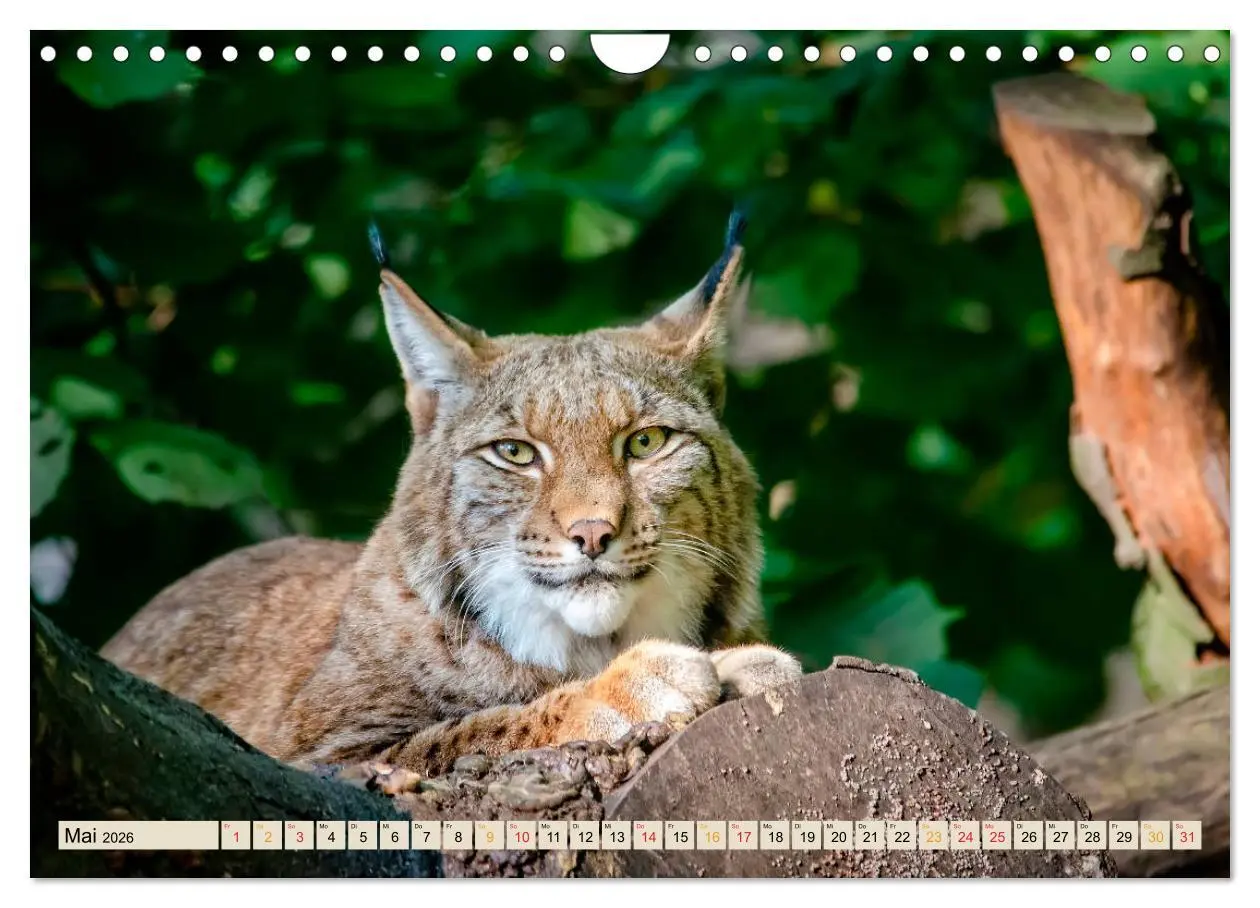 Bild: 9783457687659 | Raubkatze Luchs (Wandkalender 2026 DIN A4 quer), CALVENDO...