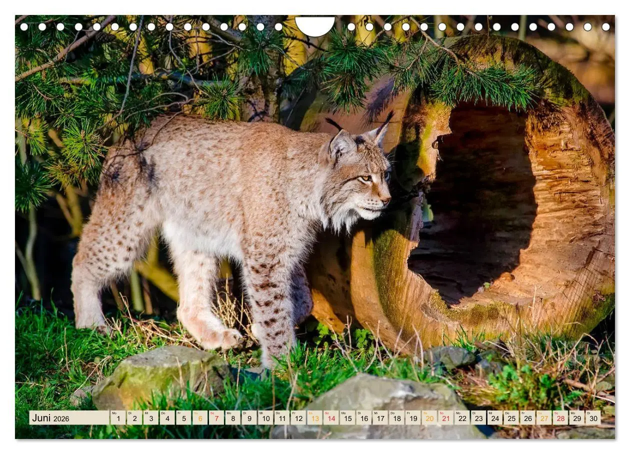 Bild: 9783457687659 | Raubkatze Luchs (Wandkalender 2026 DIN A4 quer), CALVENDO...