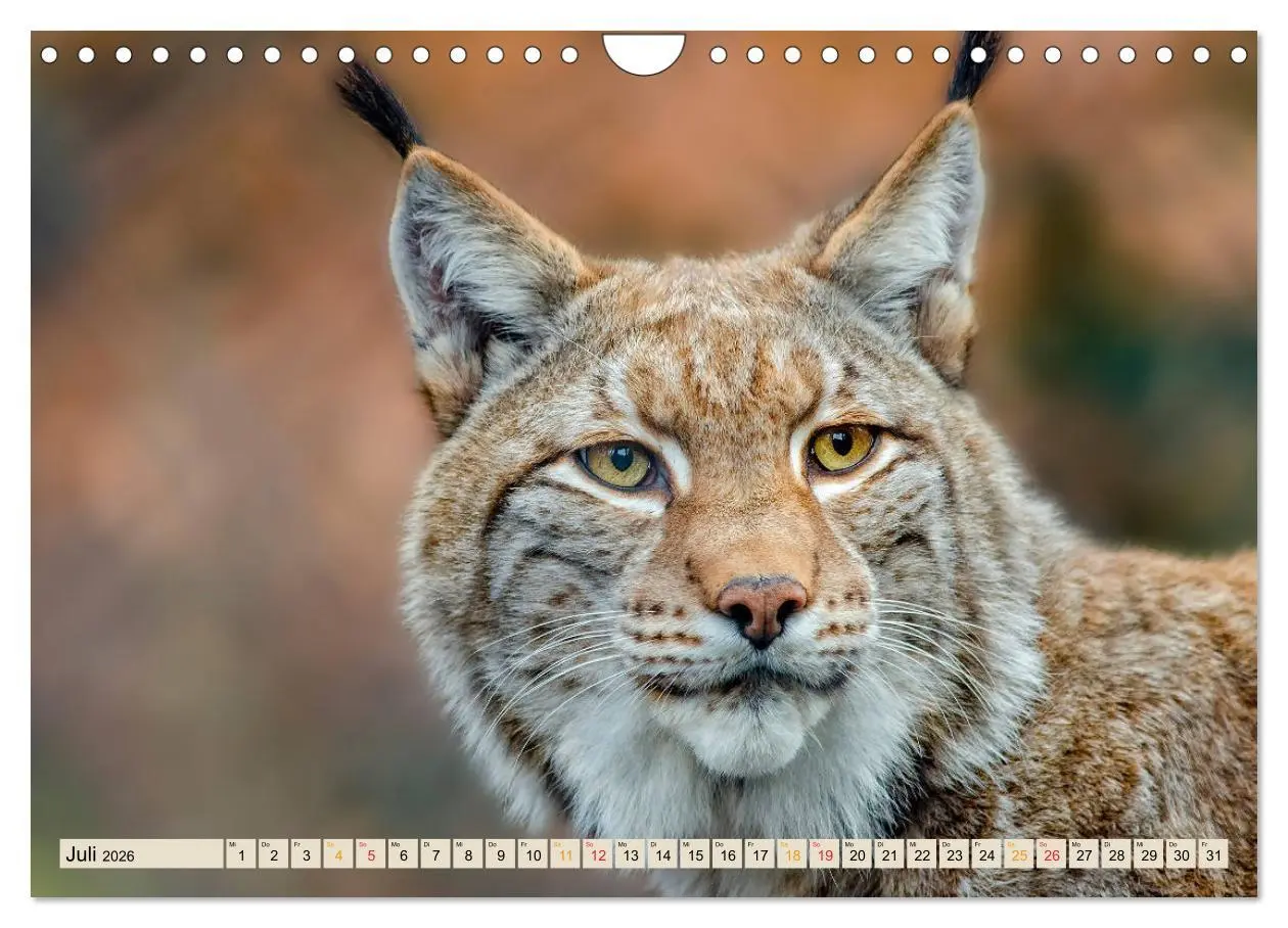 Bild: 9783457687659 | Raubkatze Luchs (Wandkalender 2026 DIN A4 quer), CALVENDO...