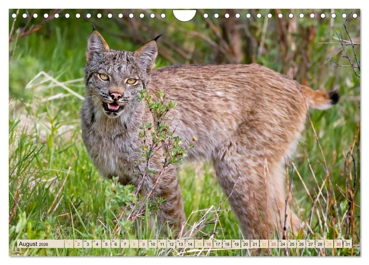 Bild: 9783457687659 | Raubkatze Luchs (Wandkalender 2026 DIN A4 quer), CALVENDO...