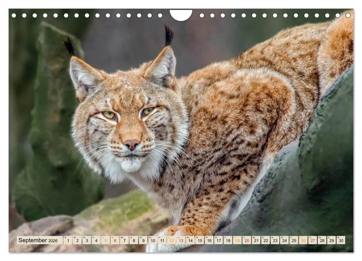 Bild: 9783457687659 | Raubkatze Luchs (Wandkalender 2026 DIN A4 quer), CALVENDO...