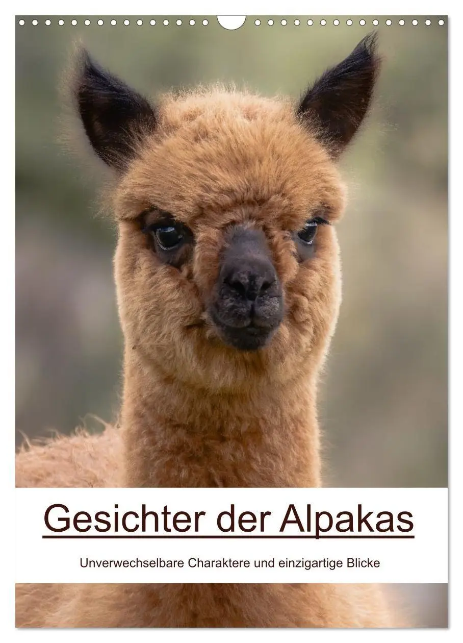 Cover: 9783516697759 | Gesichter der Alpakas - Unverwechselbare Charaktere und...