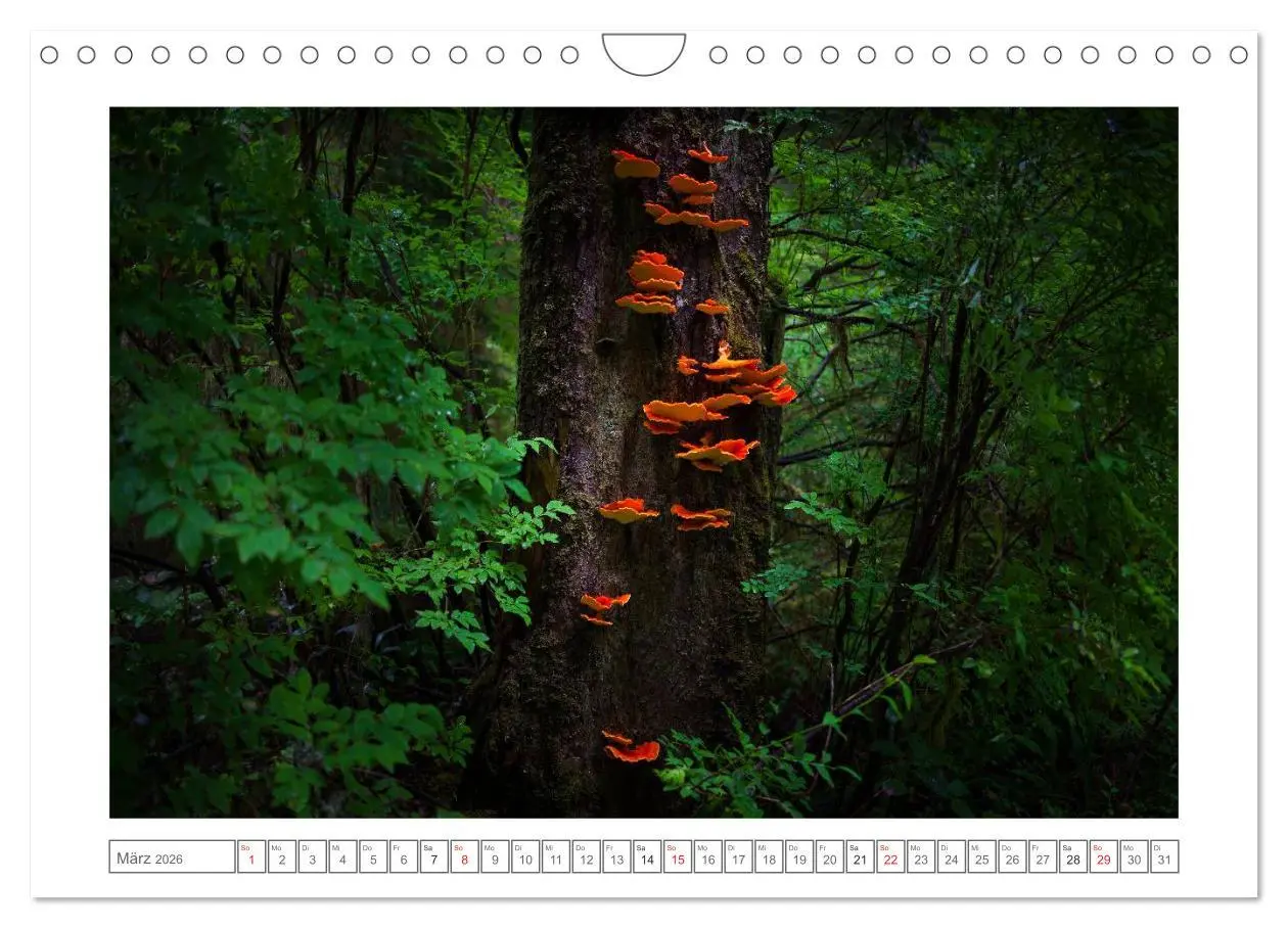 Bild: 9783457977859 | Vancouver Island (Wandkalender 2026 DIN A4 quer), CALVENDO...