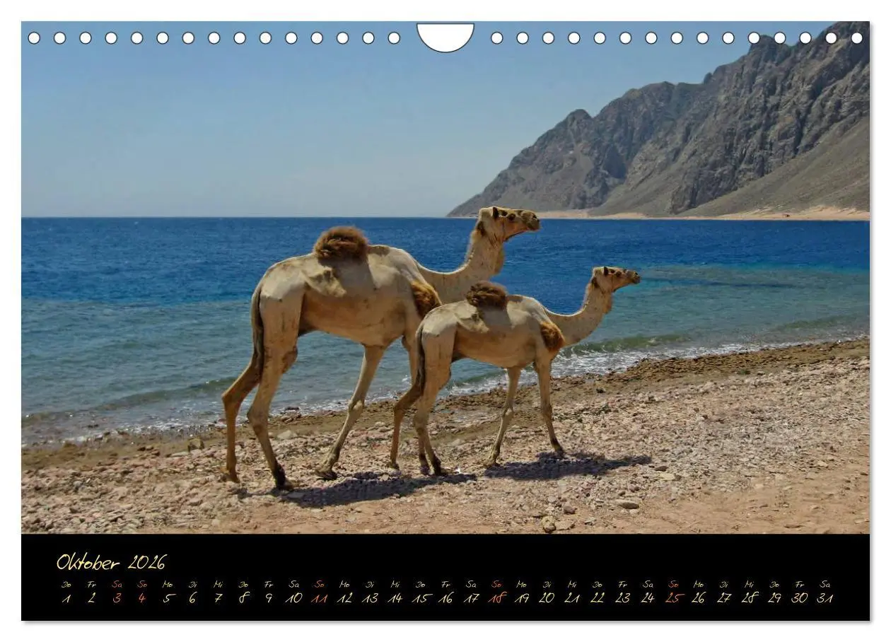 Bild: 9783516057959 | Ägypten - Eine Entdeckungsreise (Wandkalender 2026 DIN A4 quer),...