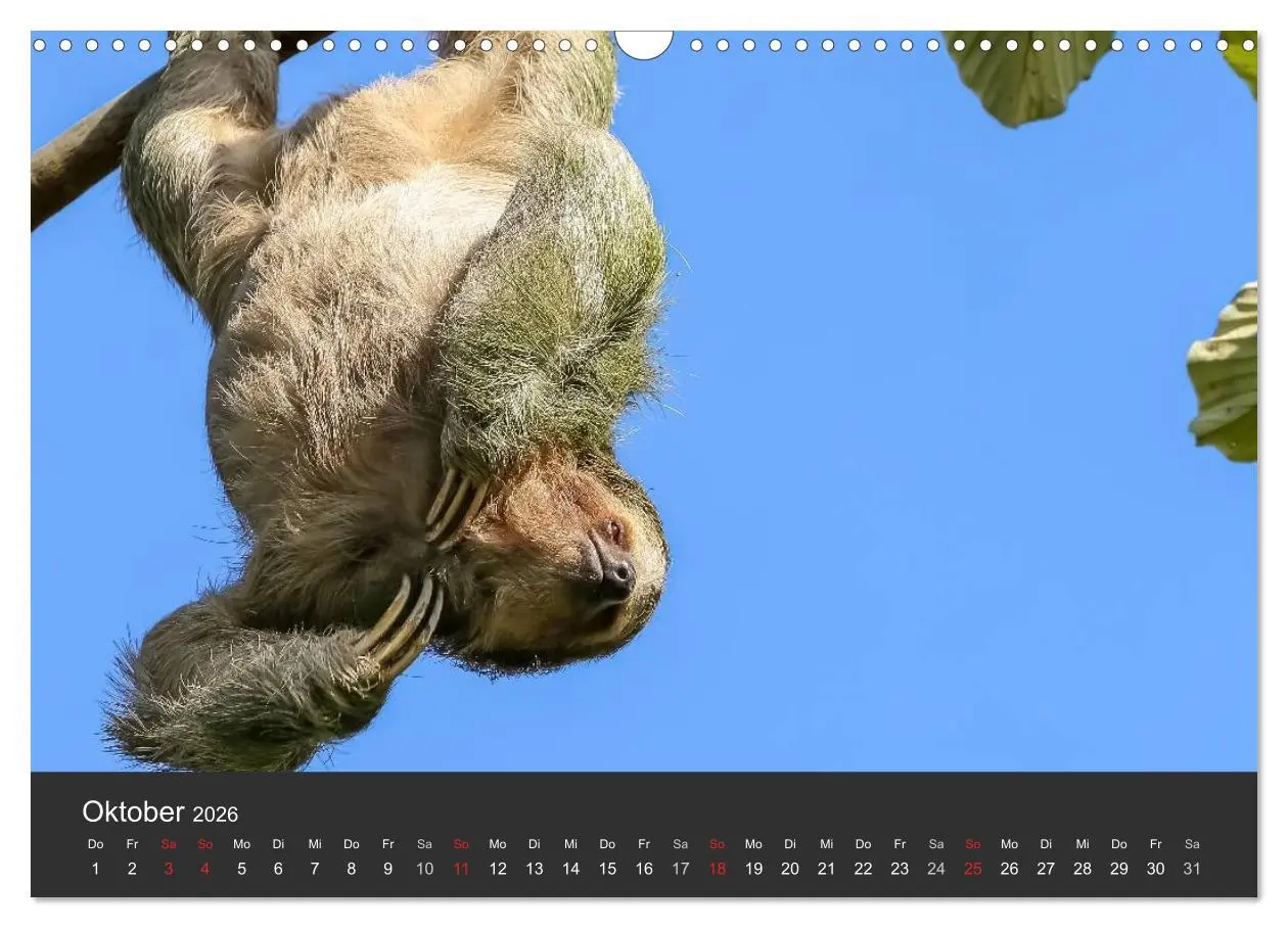 Bild: 9783516127959 | Costa Rica tierisch gut 2026 (Wandkalender 2026 DIN A3 quer),...