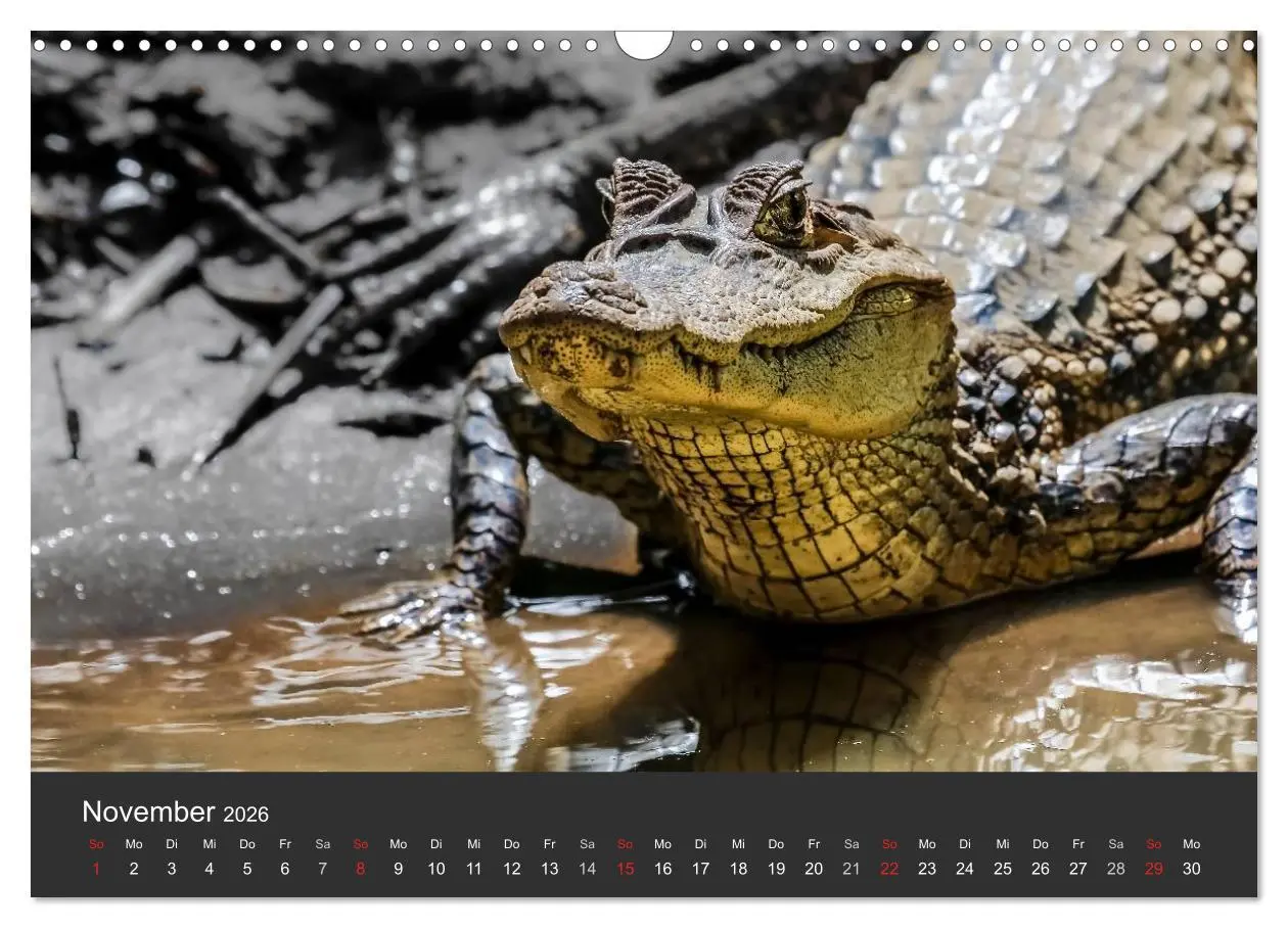 Bild: 9783516127959 | Costa Rica tierisch gut 2026 (Wandkalender 2026 DIN A3 quer),...