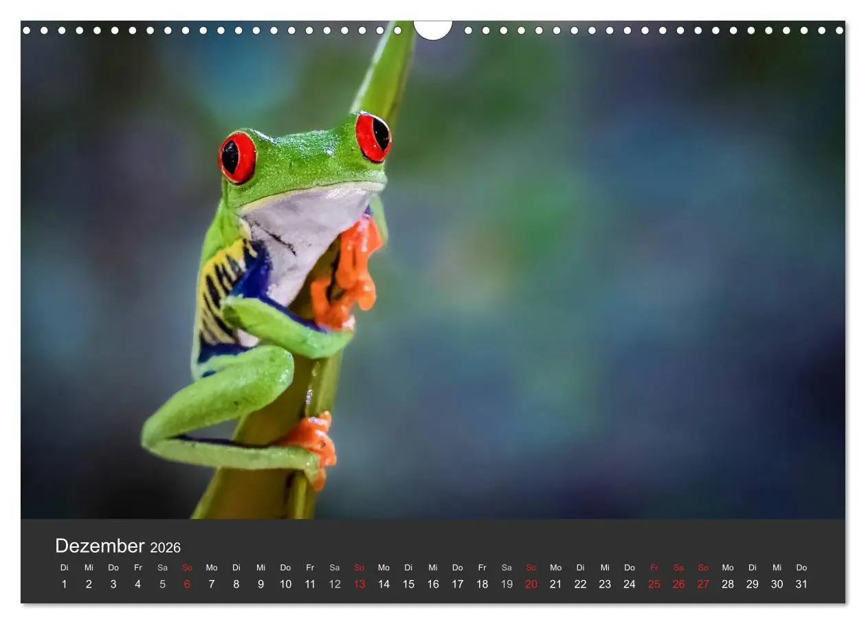 Bild: 9783516127959 | Costa Rica tierisch gut 2026 (Wandkalender 2026 DIN A3 quer),...