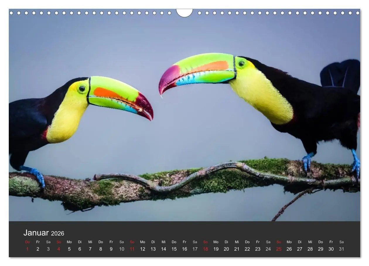 Bild: 9783516127959 | Costa Rica tierisch gut 2026 (Wandkalender 2026 DIN A3 quer),...