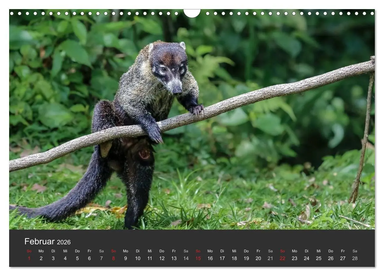 Bild: 9783516127959 | Costa Rica tierisch gut 2026 (Wandkalender 2026 DIN A3 quer),...