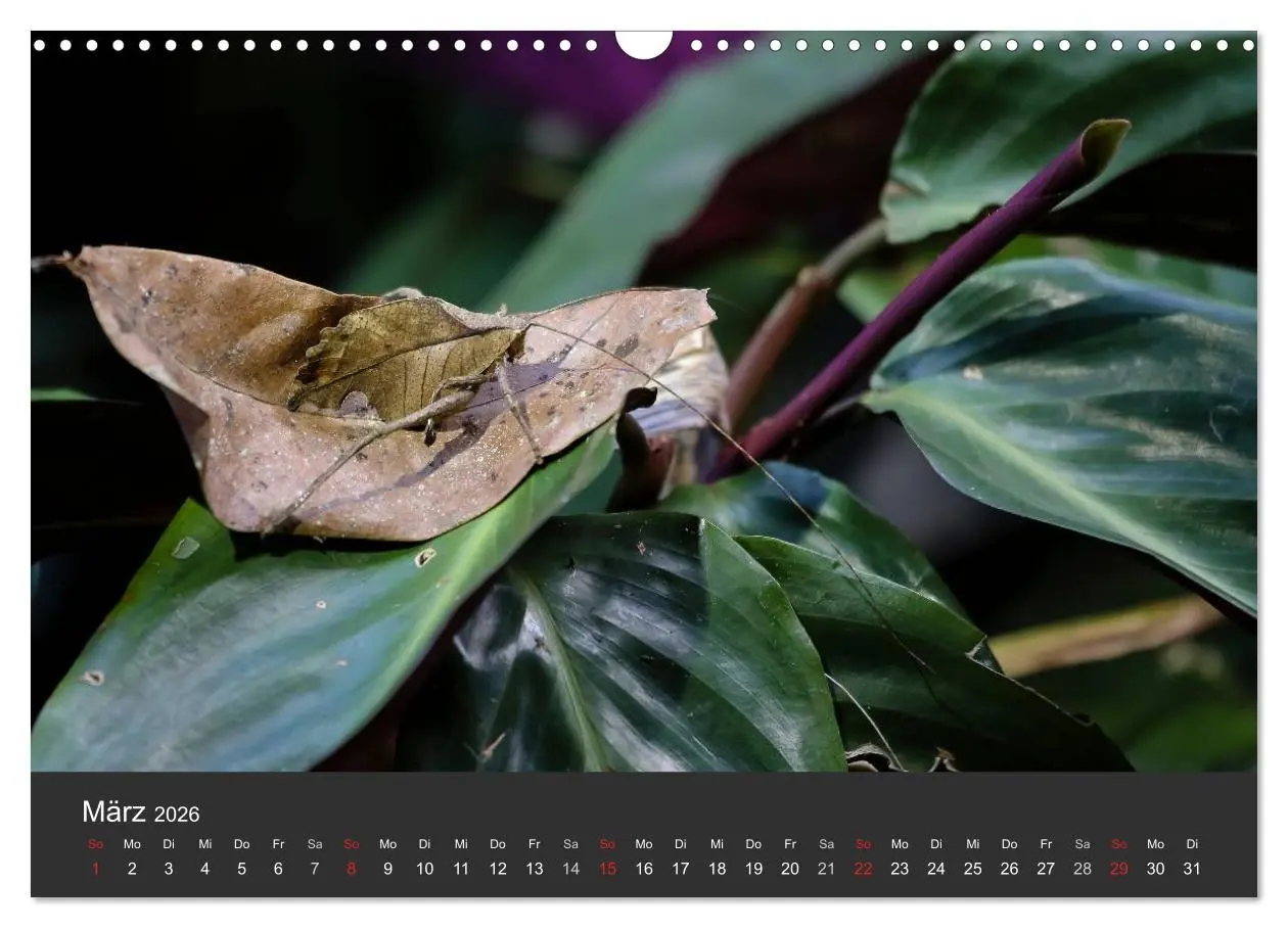 Bild: 9783516127959 | Costa Rica tierisch gut 2026 (Wandkalender 2026 DIN A3 quer),...