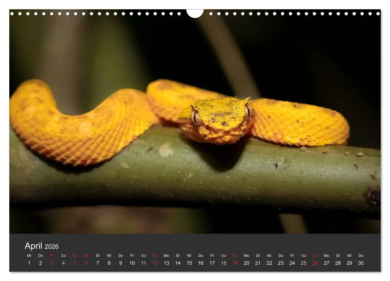 Bild: 9783516127959 | Costa Rica tierisch gut 2026 (Wandkalender 2026 DIN A3 quer),...